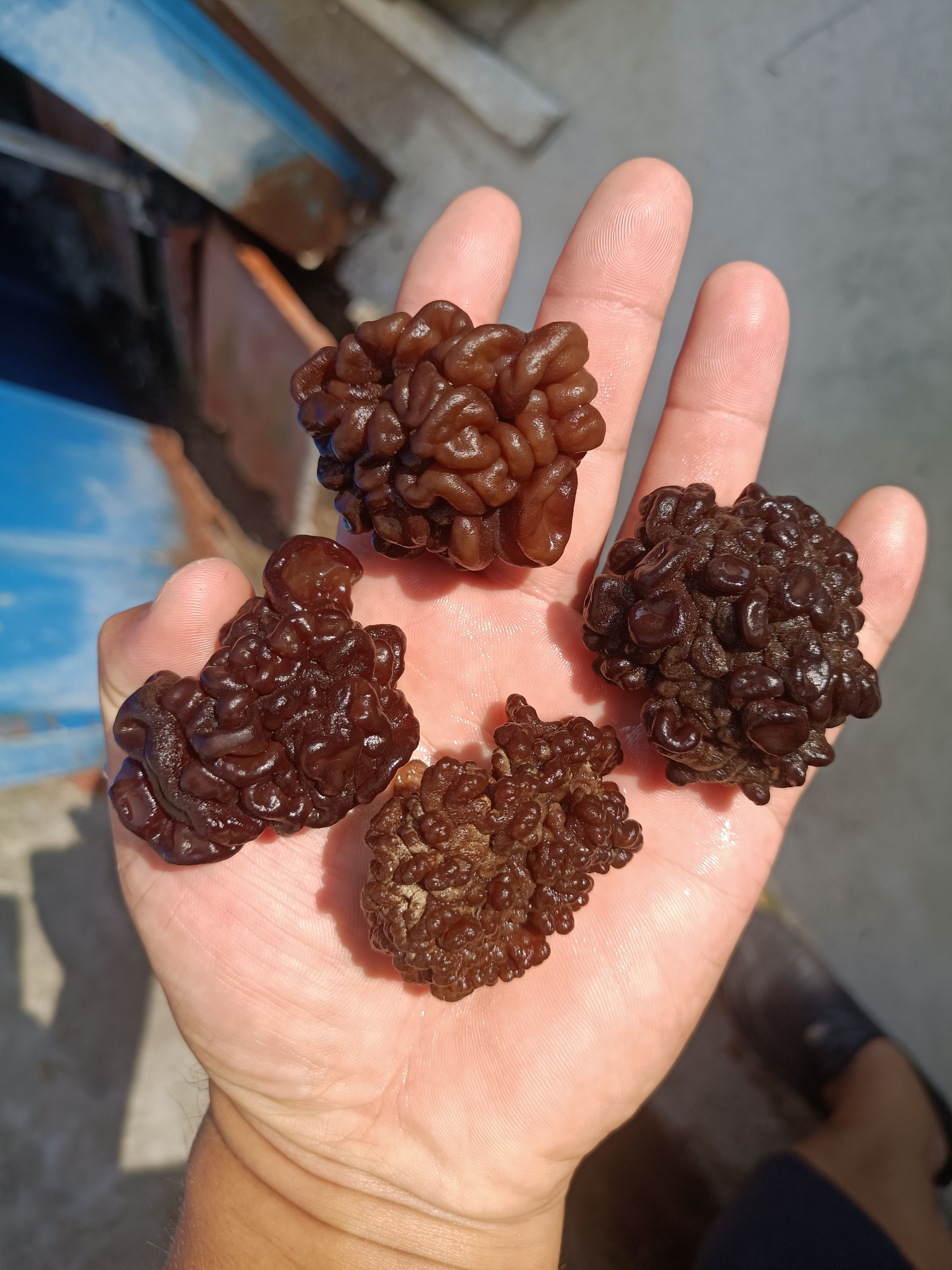 核桃菌片，松花菌片，猴脑菌，玛卡菌玛咖菌菌菇片猴头菌批发零售