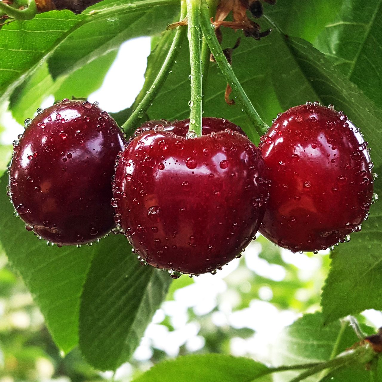 樱桃苗 大连得利寺大樱桃