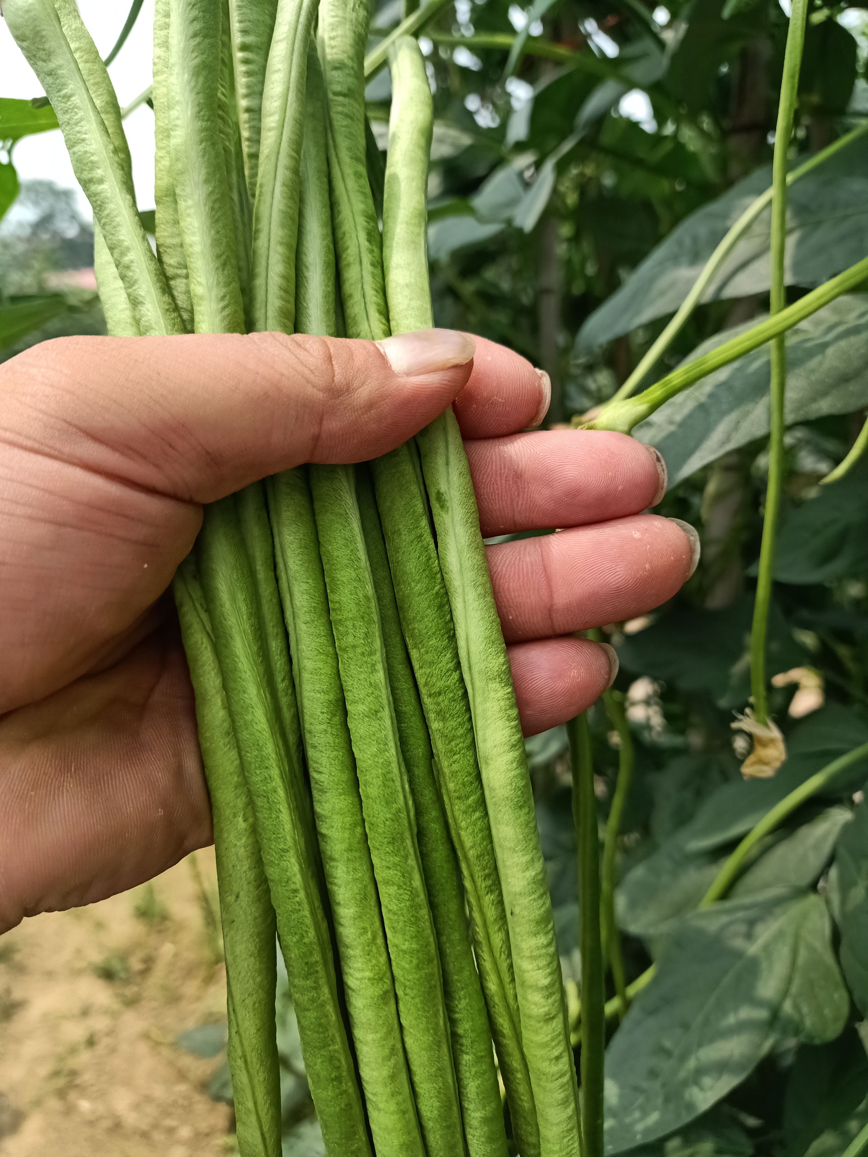 锦绣天下 耐热豆角种子长豆角种子颜色翠绿条形顺直，肉厚