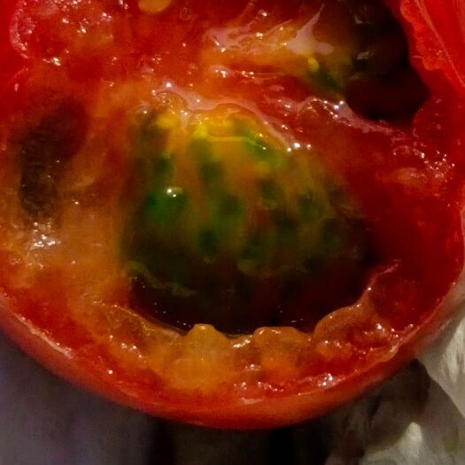 威海铁柿子 草莓柿子