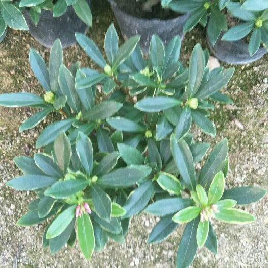漳平市 精品金边瑞香，16杯带花苞，开花