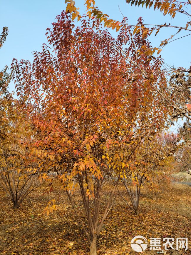 茶条槭，丛生茶条槭，4米茶条槭价格，精品丛生茶条槭山东基地