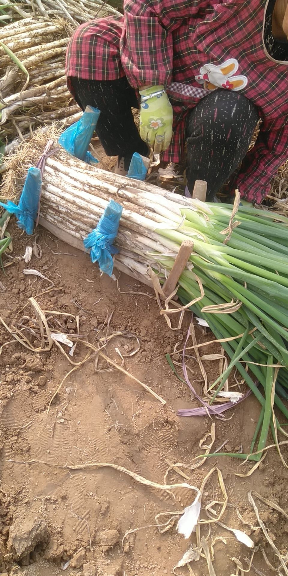 高白大葱 毛葱 山东省聊城市冠县 