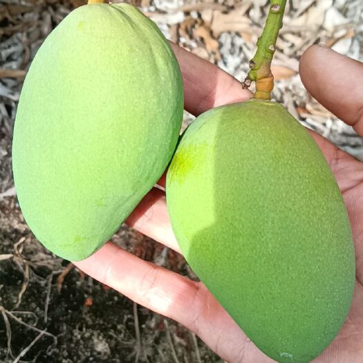 乐东县台农芒  芒果