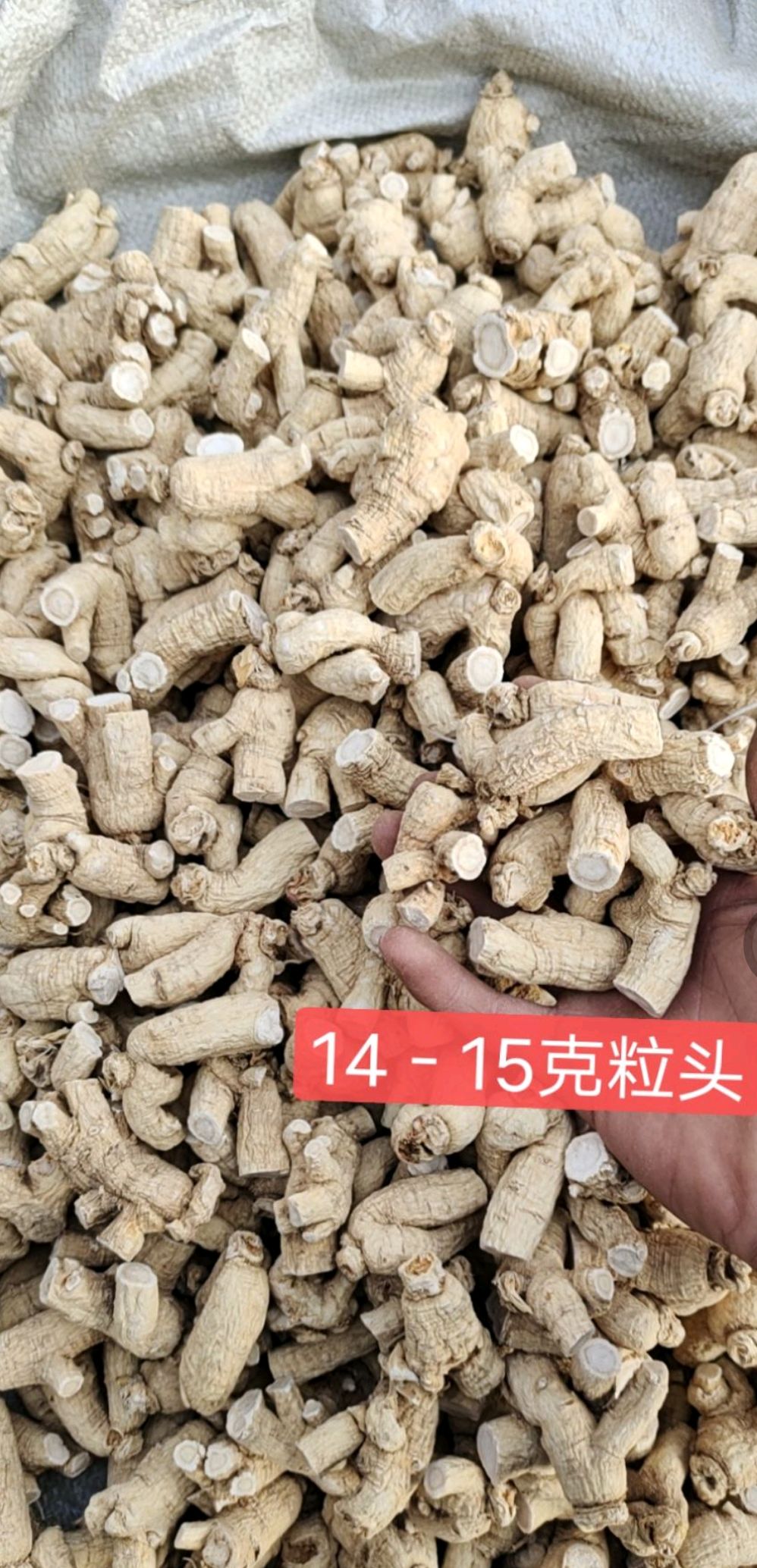 批发 长白山 西洋参粒头 花旗参粒头 规格齐全 包邮