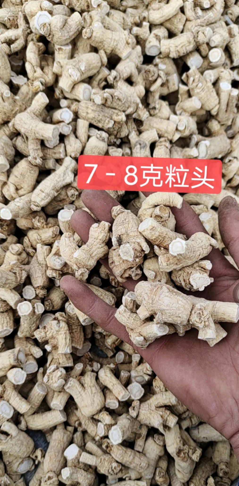 批发 长白山 西洋参粒头 花旗参粒头 规格齐全 包邮