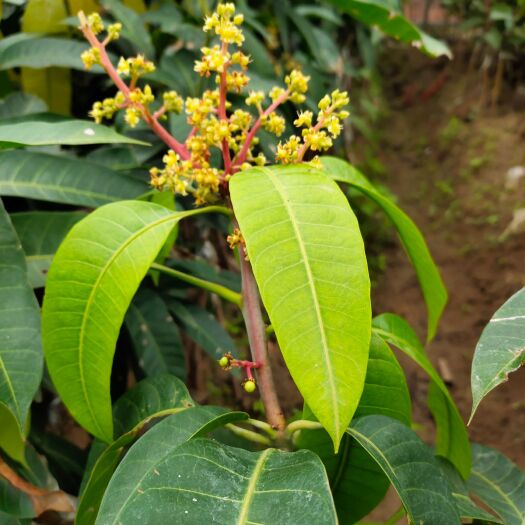 容县芒果苗金煌芒果苗桂七四季芒当年结果树苗泥球苗批发零售包邮
