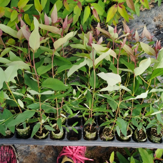 桉树苗 大量上市