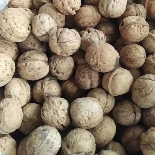 汾阳市 干果核桃老品种核桃