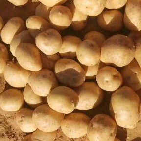 靖边县希森土豆沙漠土豆大量上市