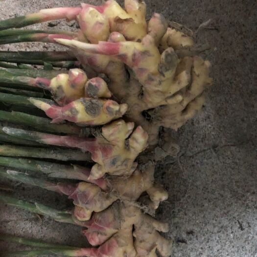 明溪县量大，货好，红芽二黄姜产地福建