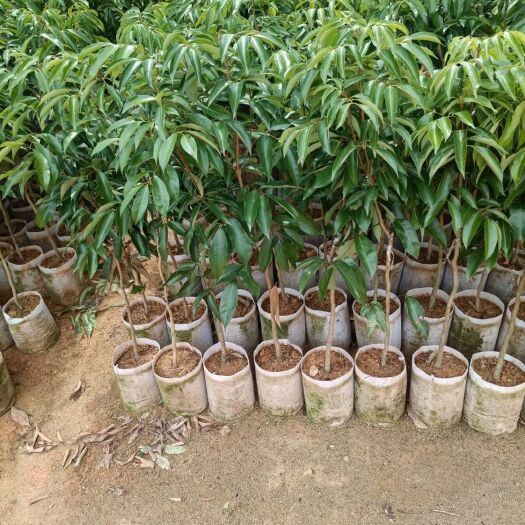 灵山县无核荔枝苗
