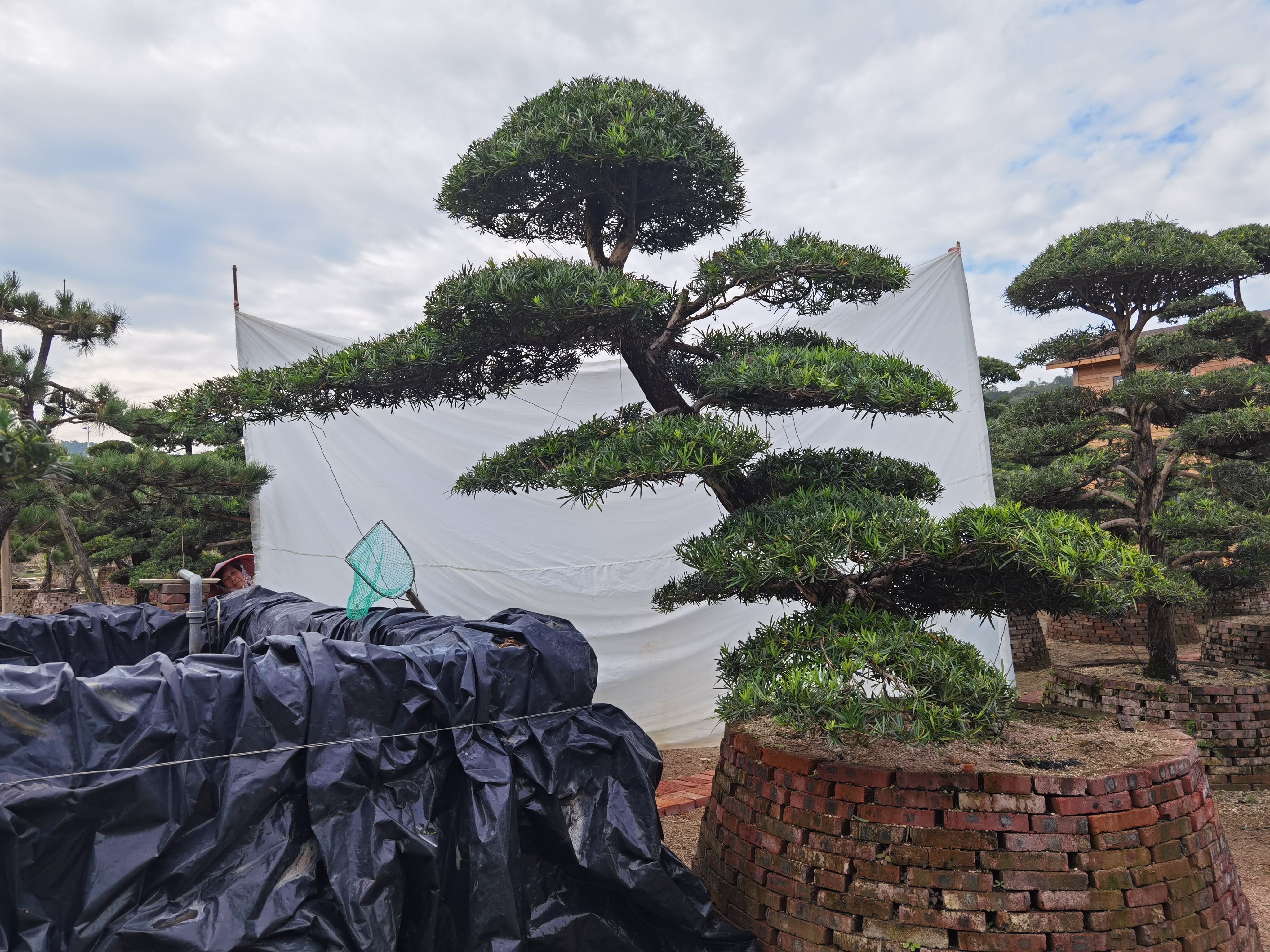小叶罗汉松  高2.5米斜飘造型罗汉松 罗汉松盆景 临水罗汉松 日本罗汉松