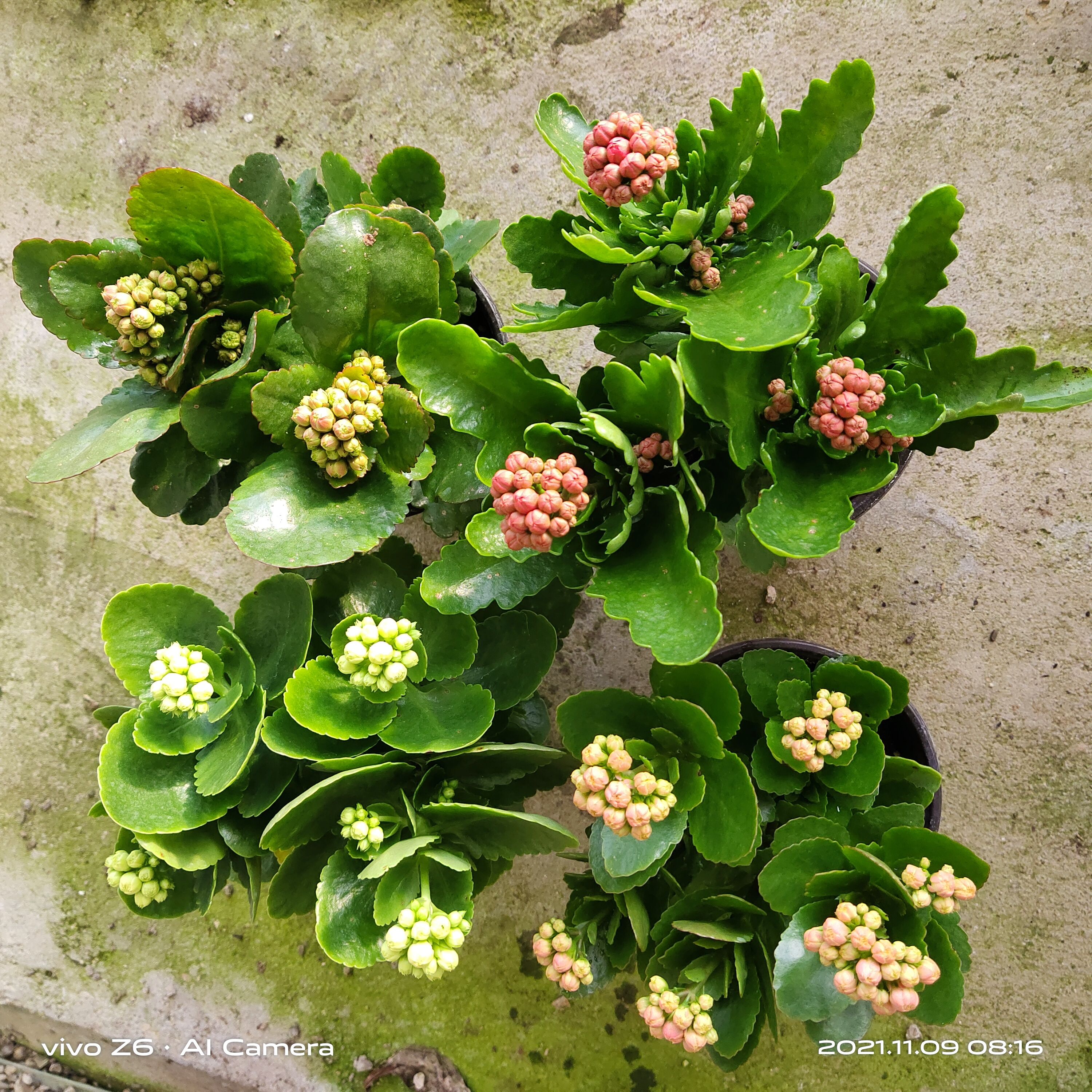 长寿花盆栽 130盆长寿花，加仑盆长寿花