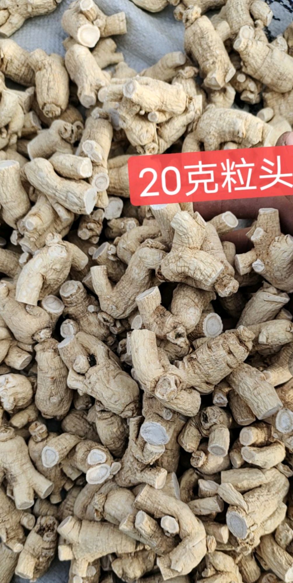 批发 长白山 西洋参粒头 花旗参粒头 规格齐全 包邮