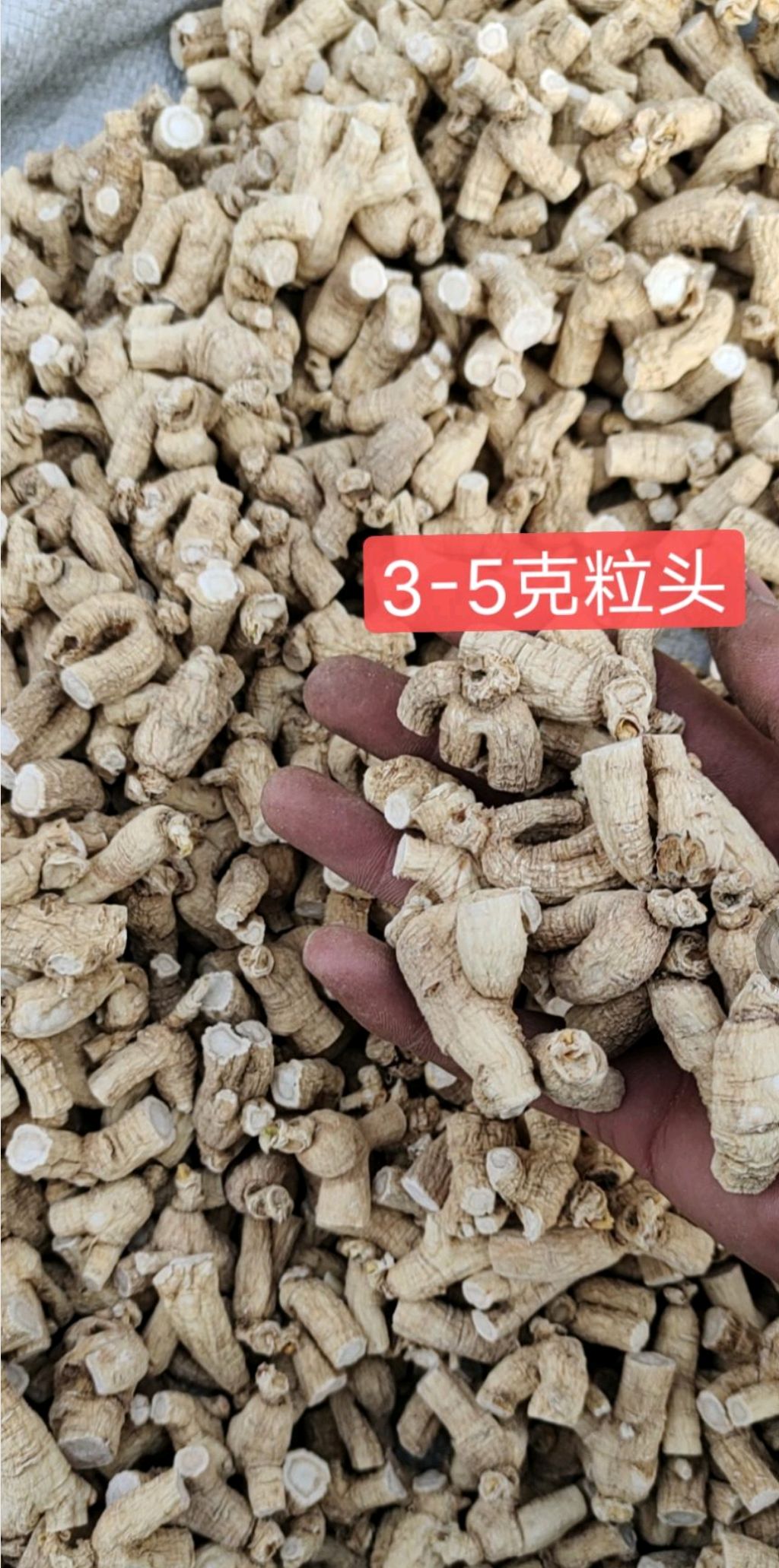 批发 长白山 西洋参粒头 花旗参粒头 规格齐全 包邮