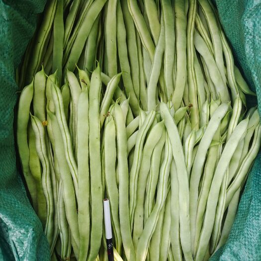 保山白条豆角 精品白不老