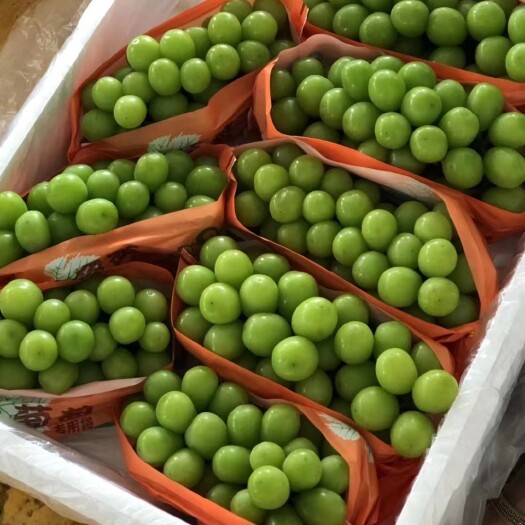 弥勒市阳光玫瑰葡萄青王葡萄