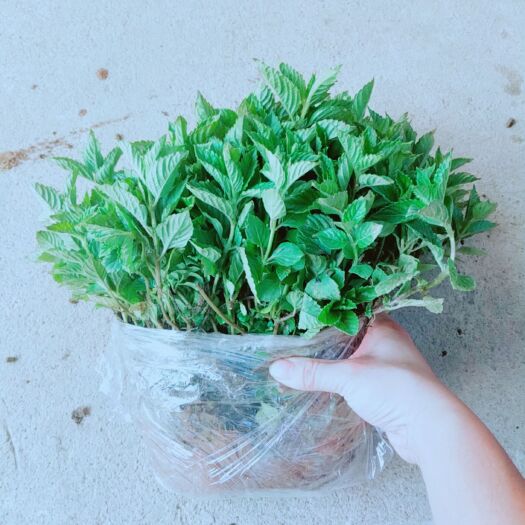广州仙草苗，凉粉草苗种，一丛发出，含泥带头