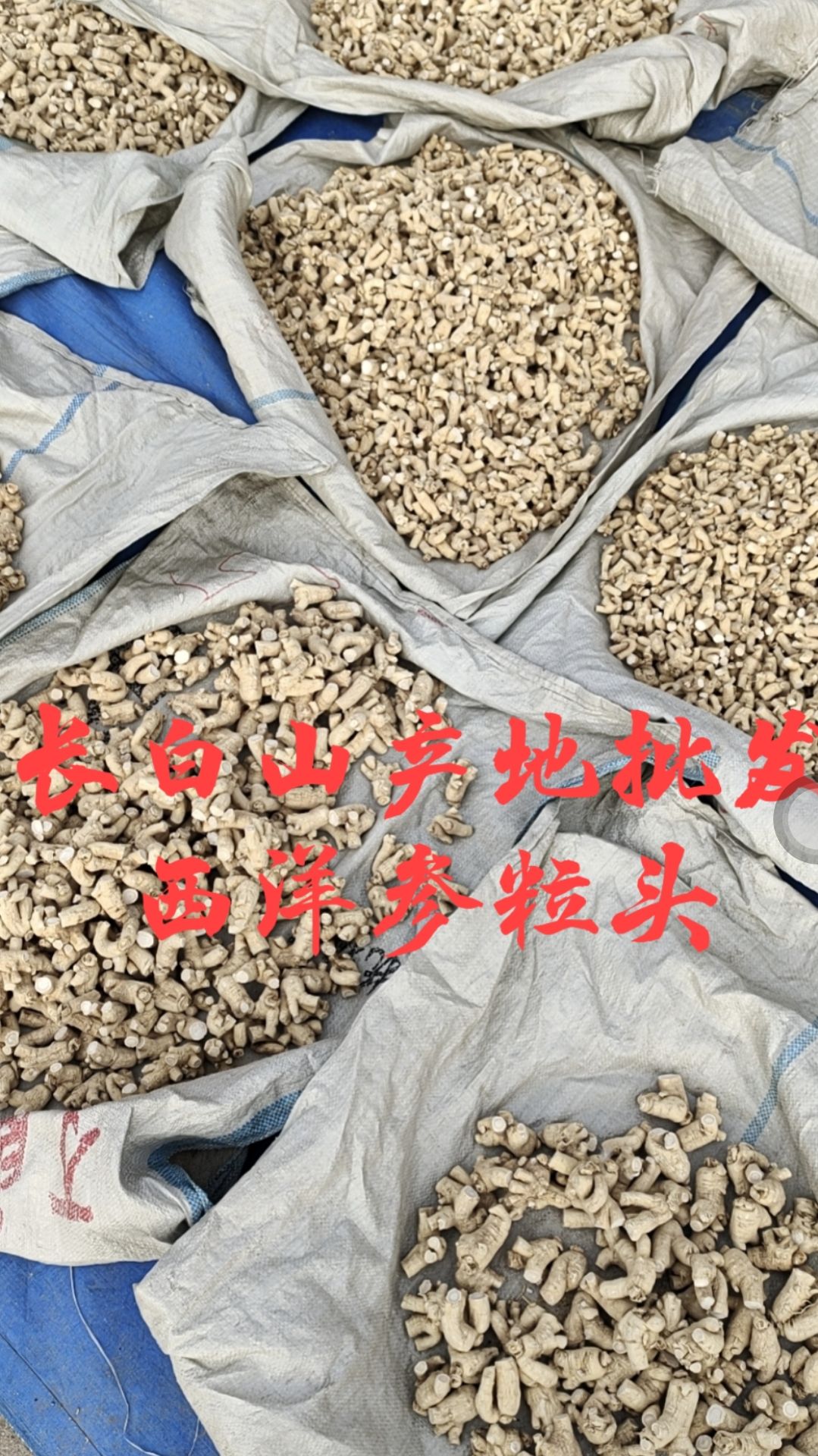 批发 长白山 西洋参粒头 花旗参粒头 规格齐全 包邮