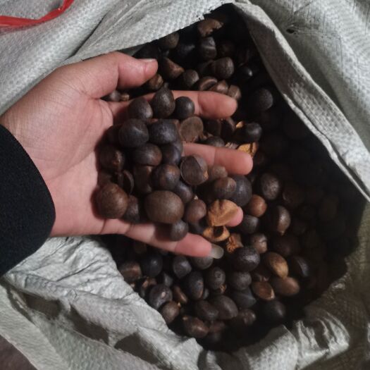 田林县老树油茶籽、青果、干籽、纯正茶油，供应。合作，代办等。