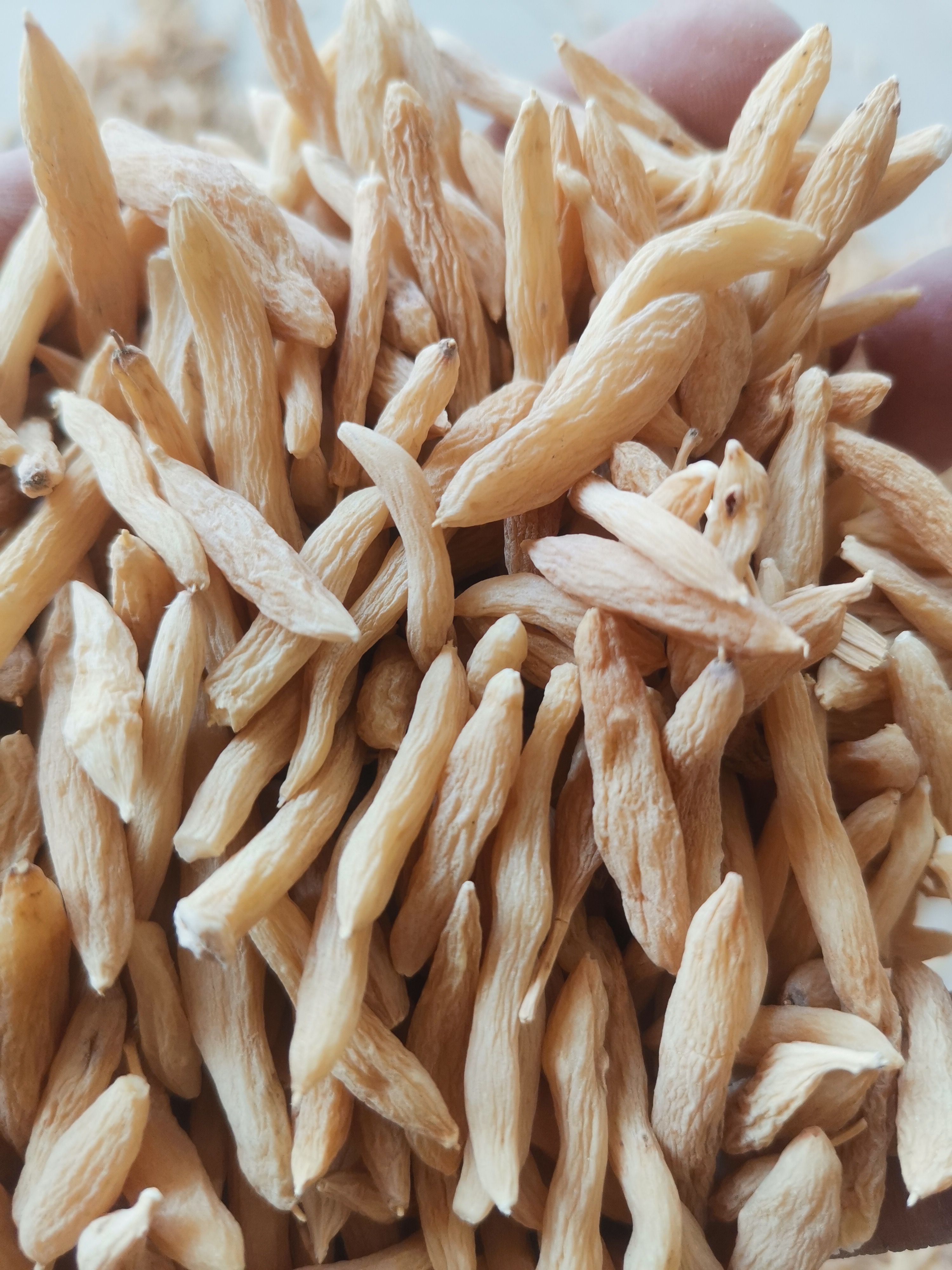 新货无硫麦冬 自然晾晒麦冬  产地直销批发麦冬