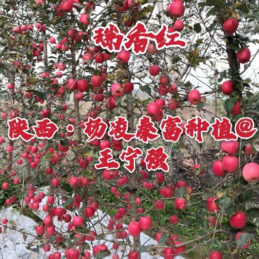 瑞香红苹果苗  【瑞香红】矮化中间砧三年生成品苗