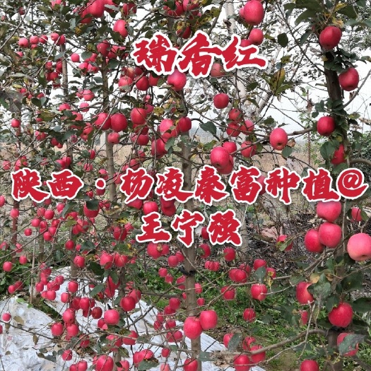 咸阳瑞香红苹果苗  【瑞香红】矮化中间砧三年生成品苗