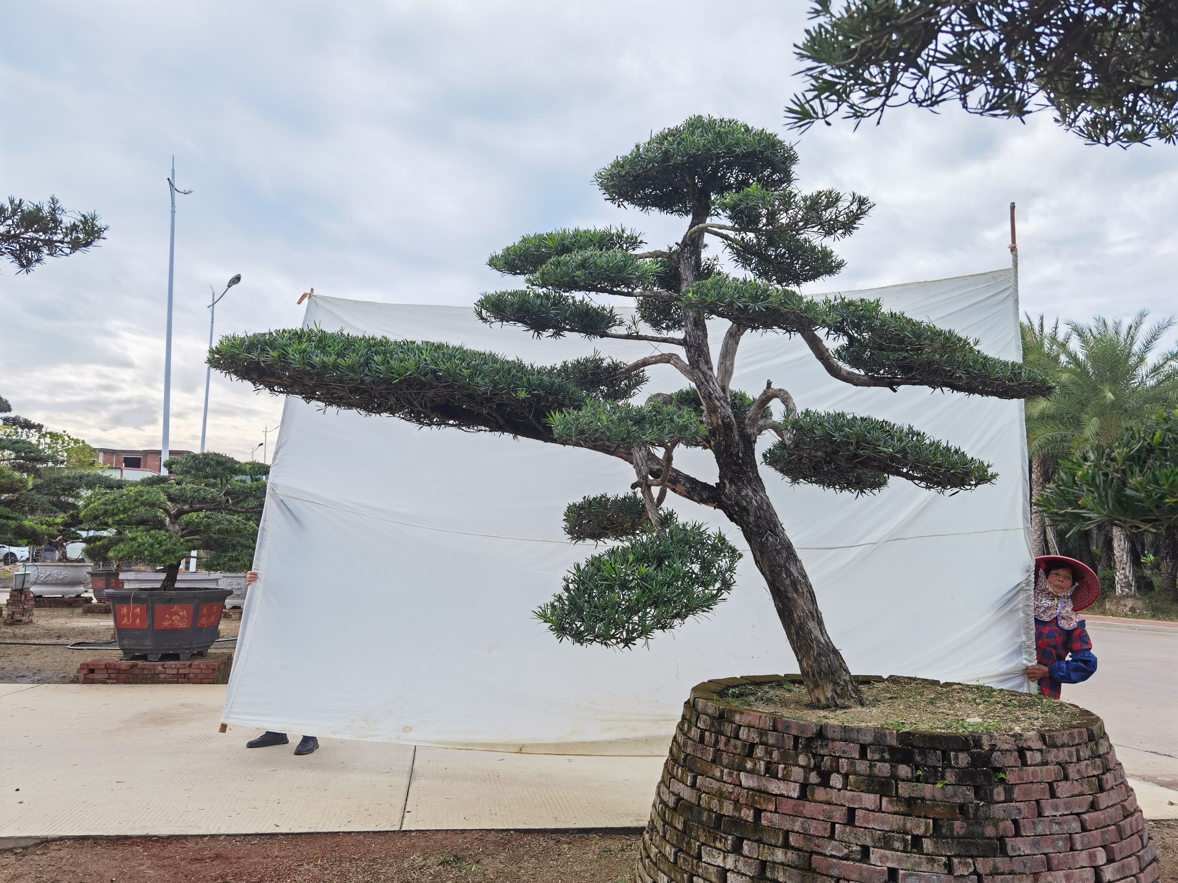短叶罗汉松  高2米 造型罗汉松 日本罗汉松 迎客松 罗汉松盆景