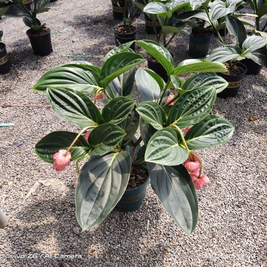 青州市宝莲灯盆栽 宝莲灯4个花苞