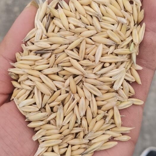 固原白燕麦种子牧草种子饲草作物燕麦草牛羊养殖种草青草干草作物种子