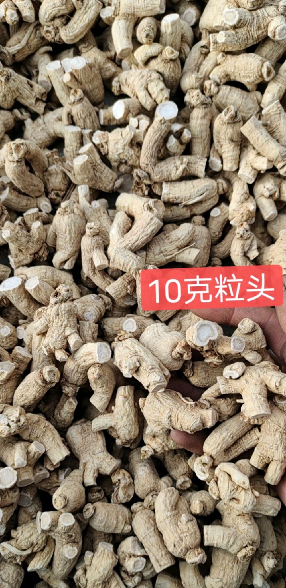 批发 长白山 西洋参粒头 花旗参粒头 规格齐全 包邮