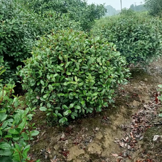 郴州红罗宾  红叶石楠 球形 罗宾红 基地直销