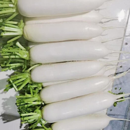 定兴县白萝卜