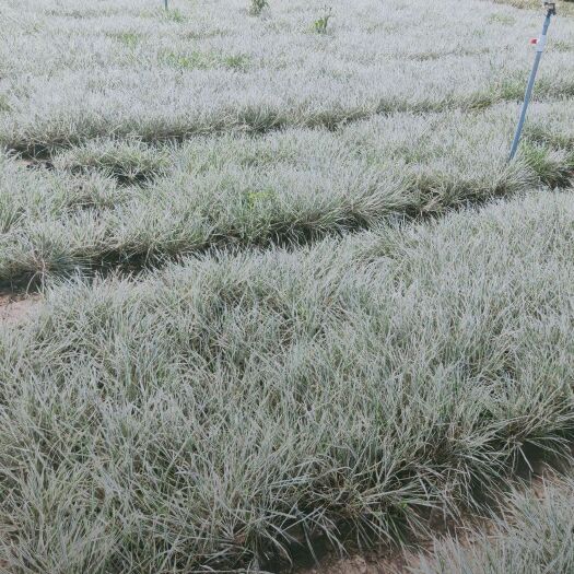  花叶燕麦草，营养杯苗，芽多，密实，质量很好，品质保证，需要