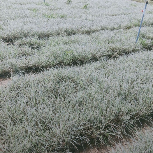 青州市 花叶燕麦草，营养杯苗，芽多，密实，质量很好，品质保证，需要