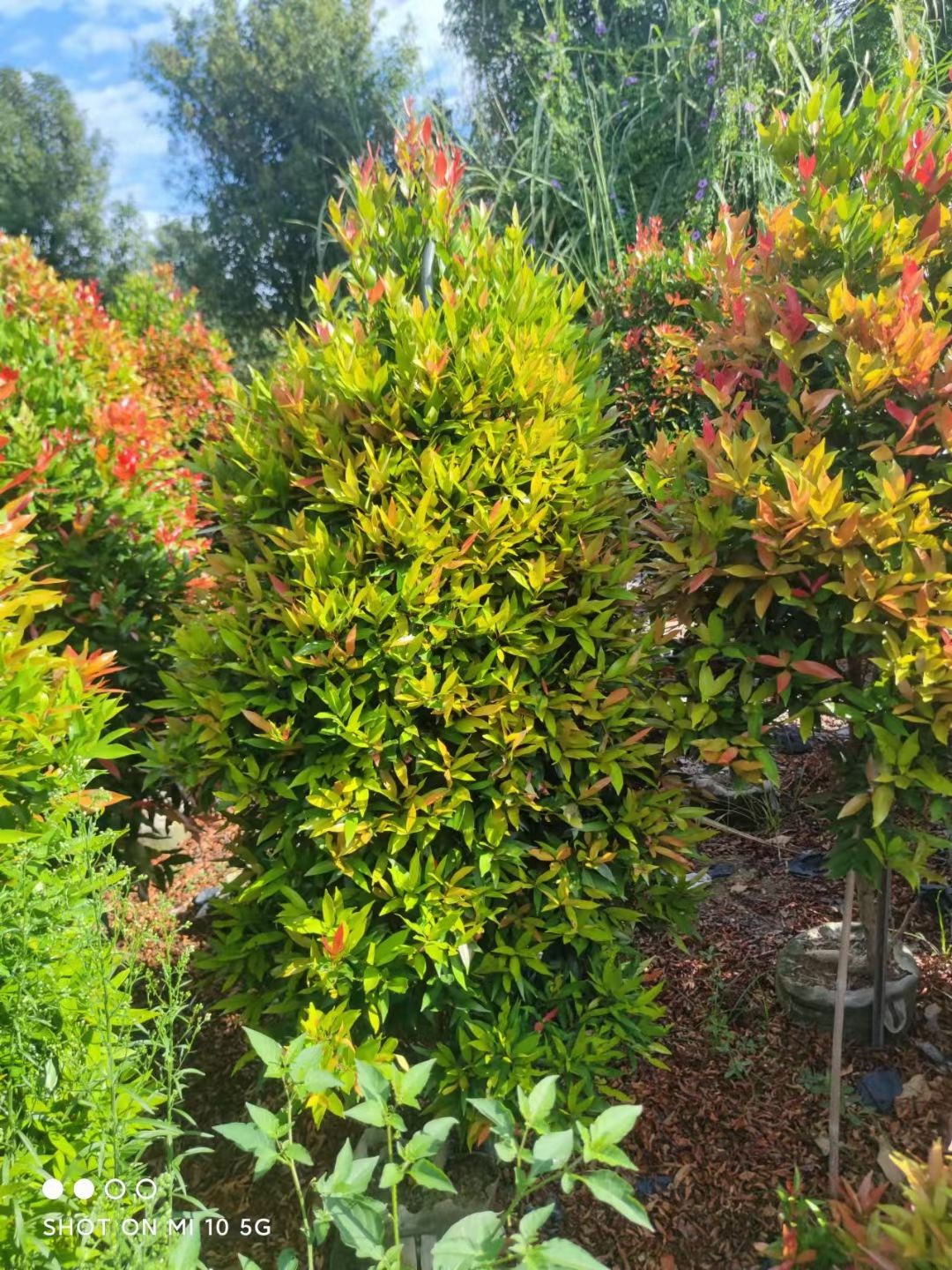  漳州红车塔形种植基地1米一1.5米