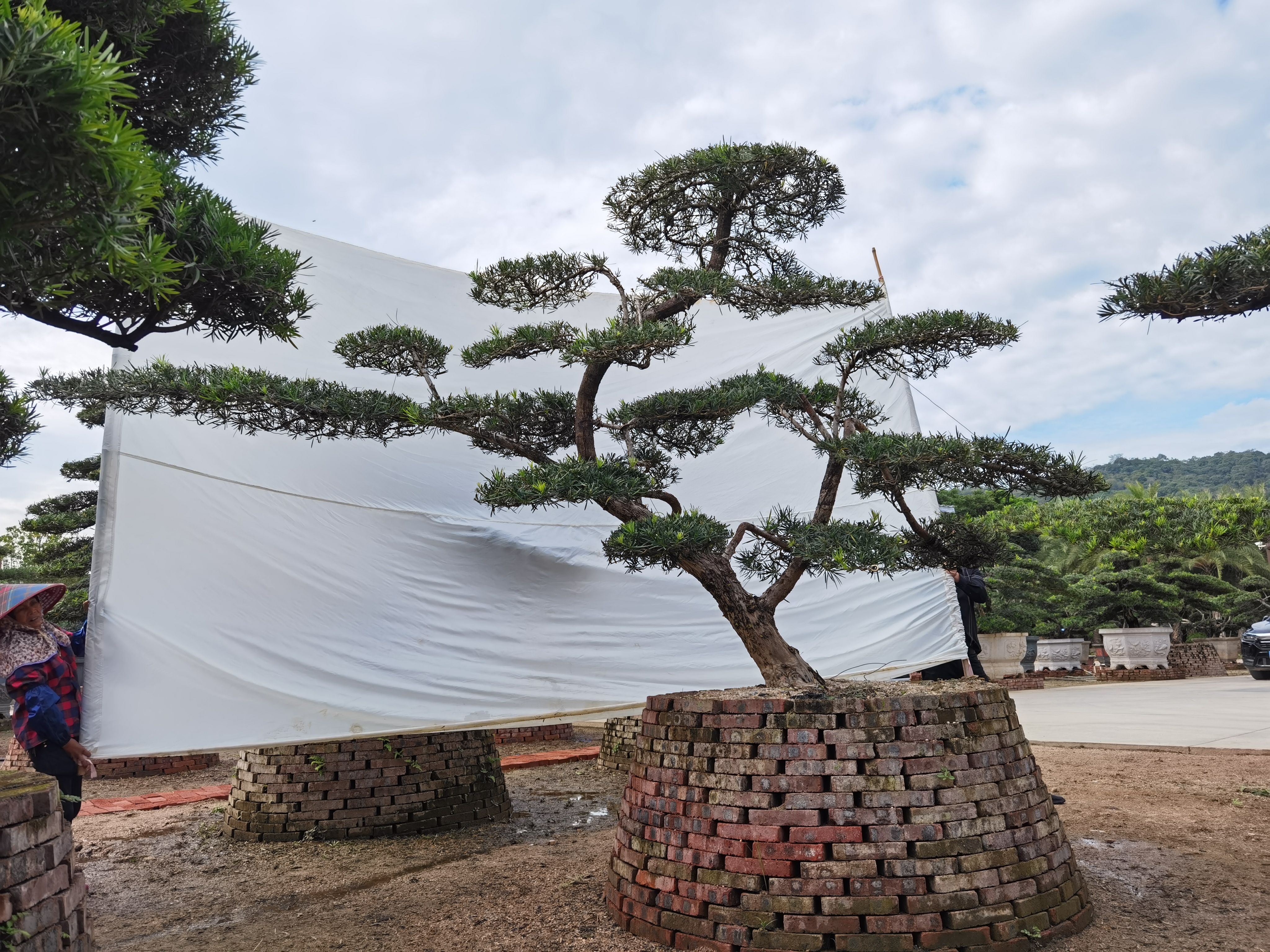 小叶罗汉松  高2.5米斜飘造型罗汉松 罗汉松盆景 临水罗汉松 日本罗汉松