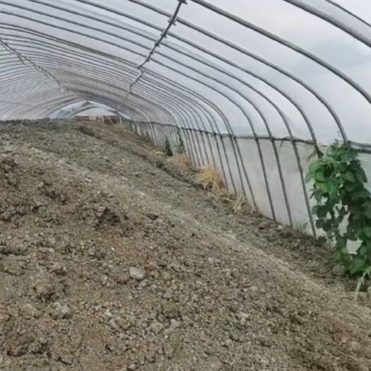 泰兴市 有机肥料（蚯蚓粪）