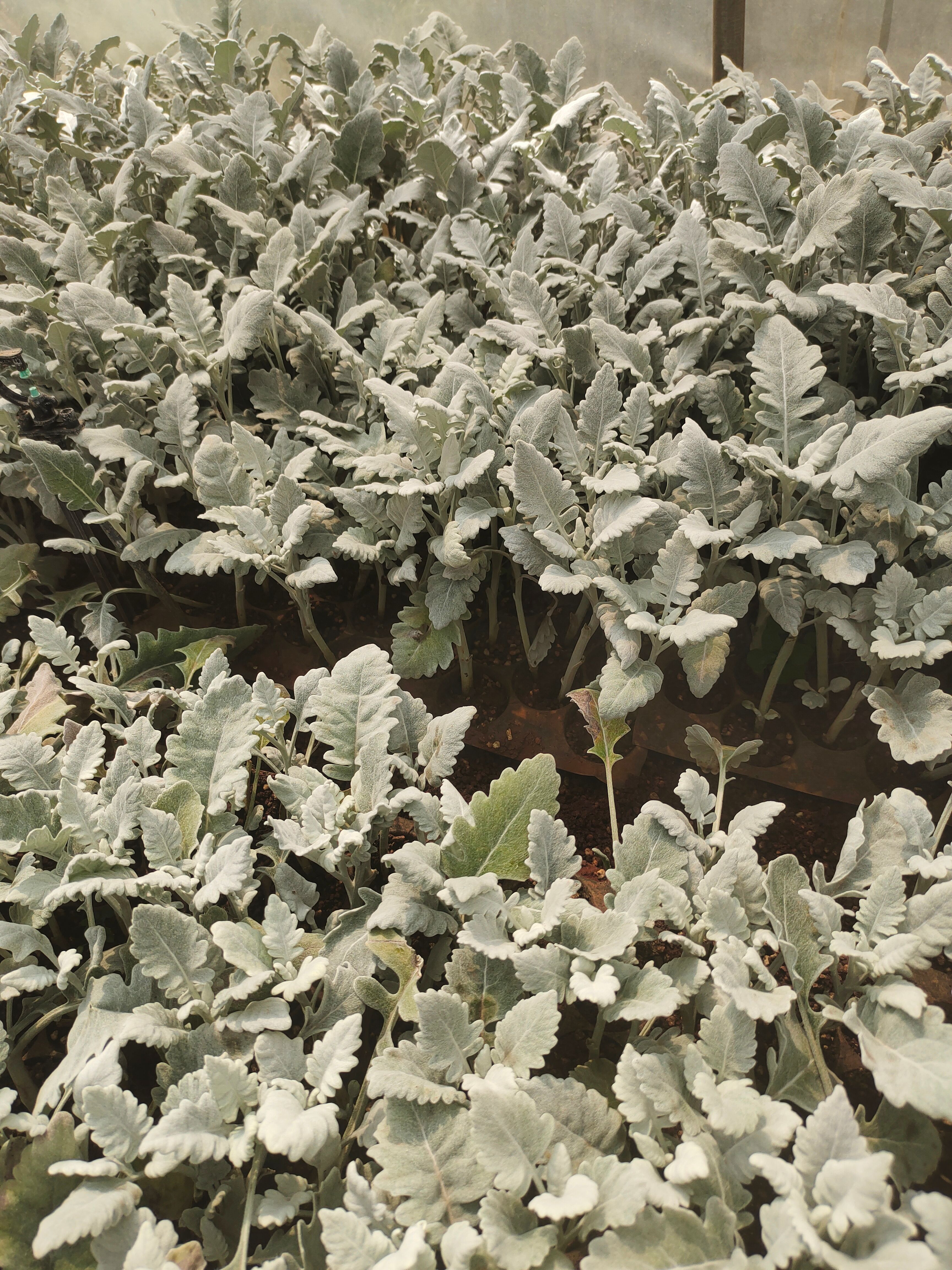 银叶菊种苗 鲜花配草 品质保证 绿化工程苗