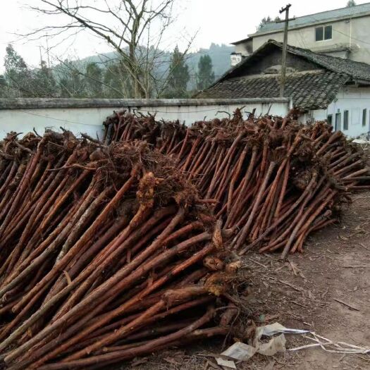 绵阳红刺藤枝条 红刺藤