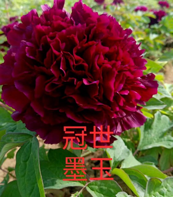  观赏牡丹1年…到5年苗，九大色系，50多个品种100000棵