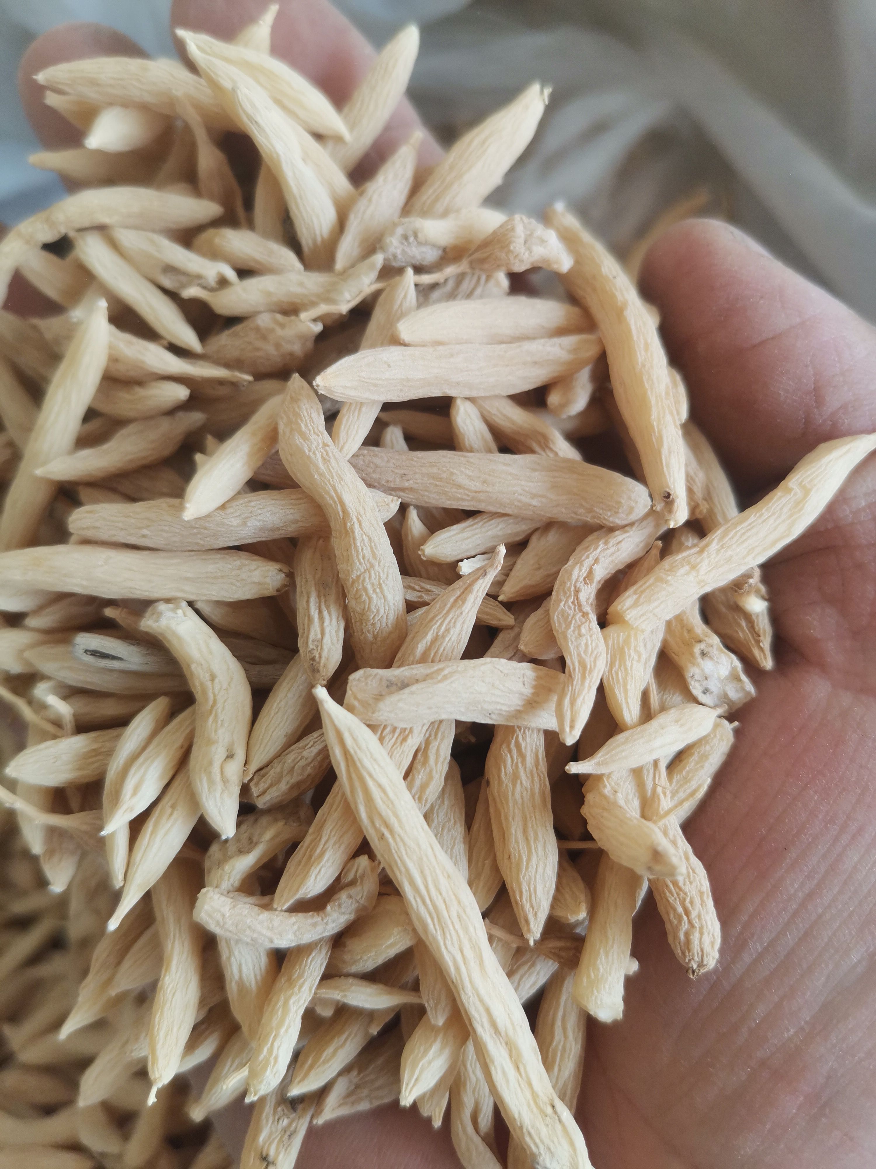 新货无硫麦冬 自然晾晒麦冬  产地直销批发麦冬