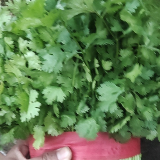  香菜