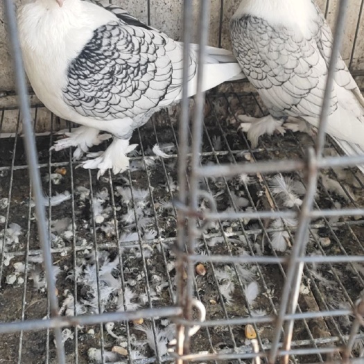 嘉祥县 观赏鸽大量出售