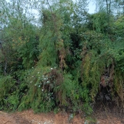 恩施市马尾伸筋草  舒筋草、腾石松、马尾申筋草……