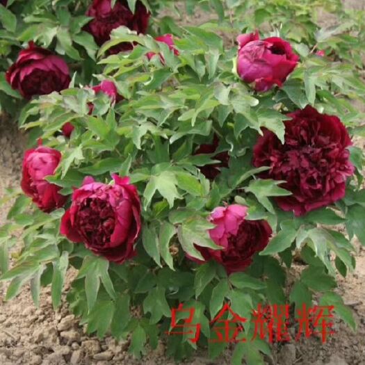 菏泽 观赏牡丹1年…到5年苗，九大色系，50多个品种100000棵