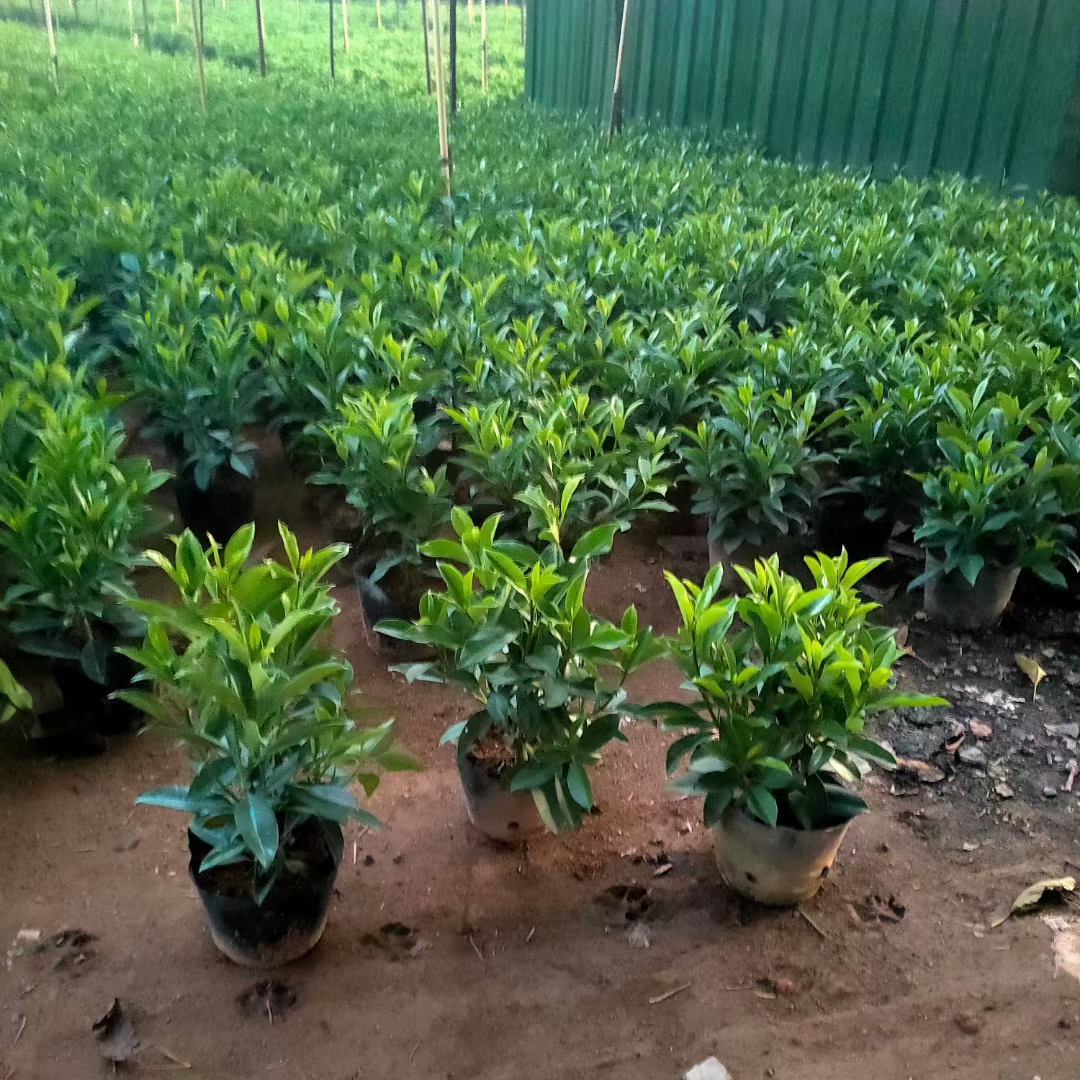 漳浦县 非洲茉莉