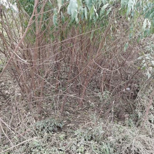 南阳毛桃苗  桃树小苗