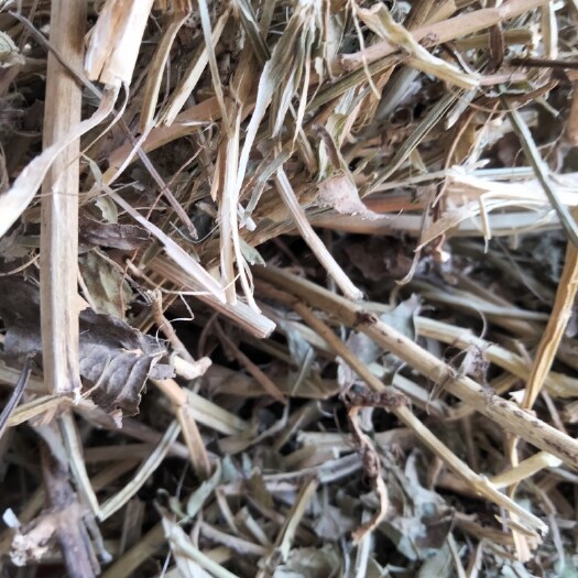 正阳县花生秧 牛 羊 马 兔